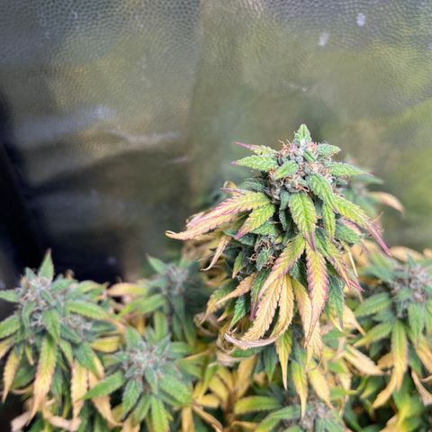 Pink Runtz Auto growlog timeline photo