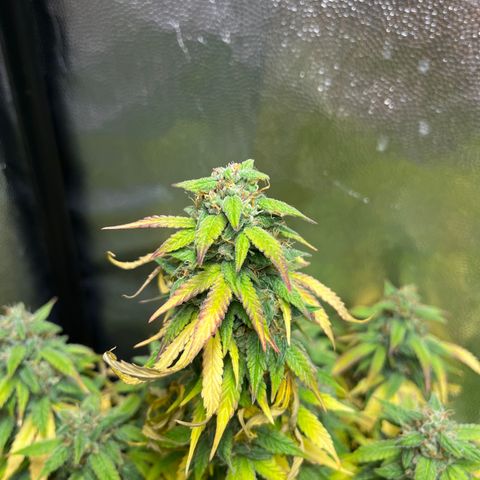 Pink Runtz Auto growlog timeline photo