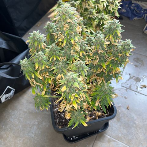 Pink Runtz Auto growlog timeline photo