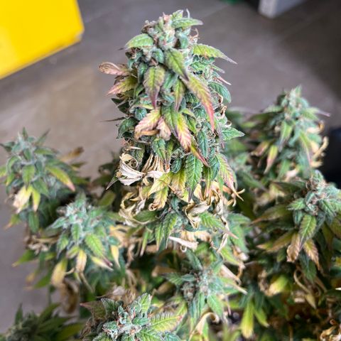 Pink Runtz Auto growlog timeline photo