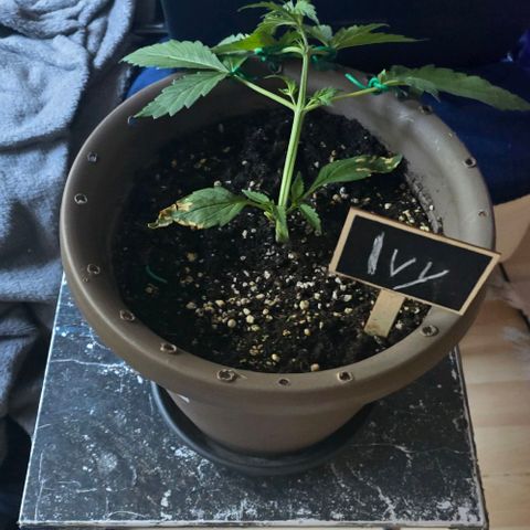 Ivy growlog timeline photo