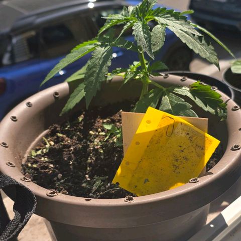 Ivy growlog timeline photo