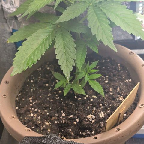 Ivy growlog timeline photo