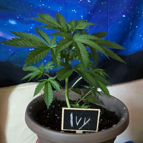 Ivy growlog timeline photo