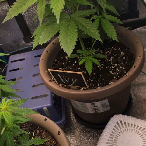 Ivy growlog timeline photo