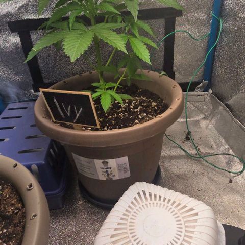 Ivy growlog timeline photo