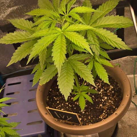 Ivy growlog timeline photo