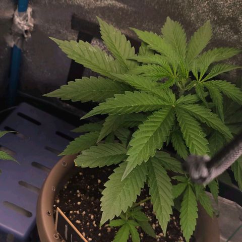 Ivy growlog timeline photo