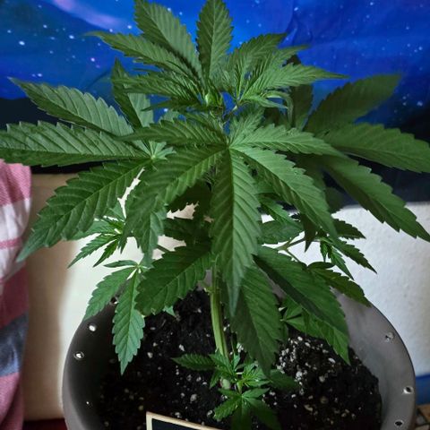 Ivy growlog timeline photo