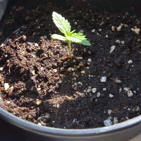 Lara growlog timeline photo