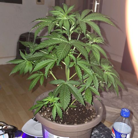Ivy growlog timeline photo