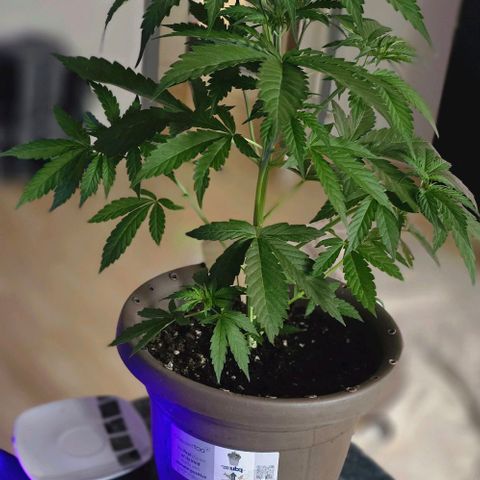 Ivy growlog timeline photo