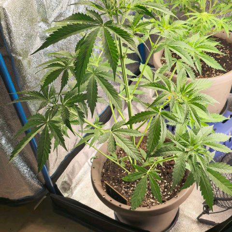Ivy growlog timeline photo