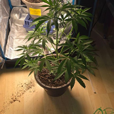 Ivy growlog timeline photo