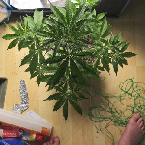 Ivy growlog timeline photo