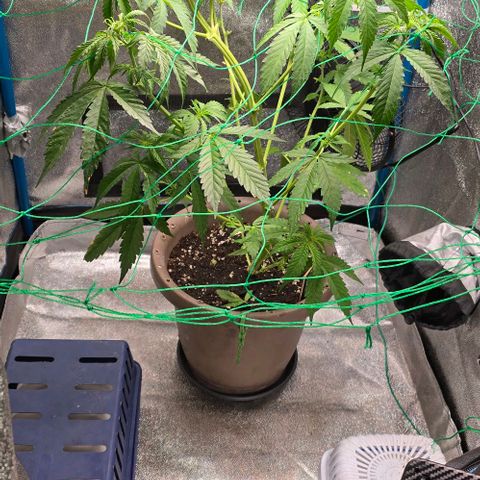 Ivy growlog timeline photo