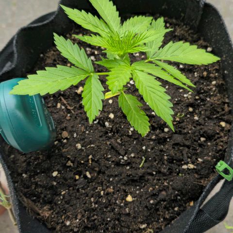 Lara growlog timeline photo