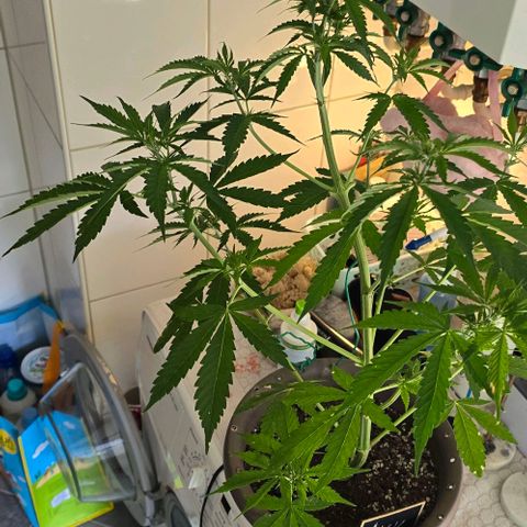 Ivy growlog timeline photo