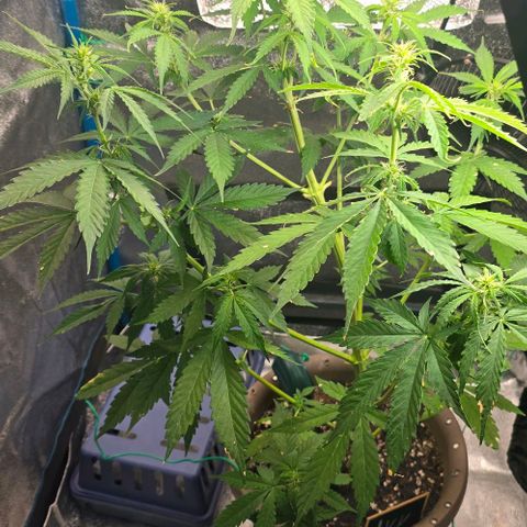 Ivy growlog timeline photo