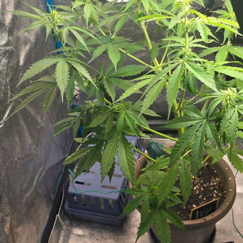 Ivy growlog timeline photo