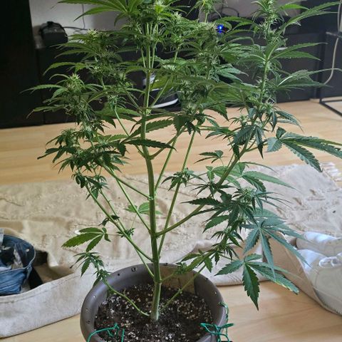 Ivy growlog timeline photo
