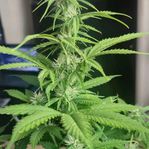 Ivy growlog timeline photo