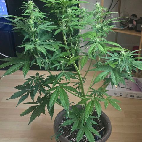Ivy growlog timeline photo