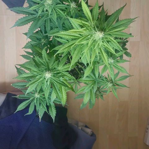 Ivy growlog timeline photo