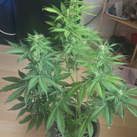 Ivy growlog timeline photo