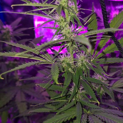 Ivy growlog timeline photo