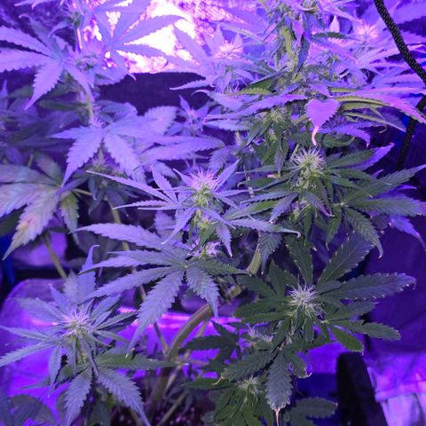 Ivy growlog timeline photo