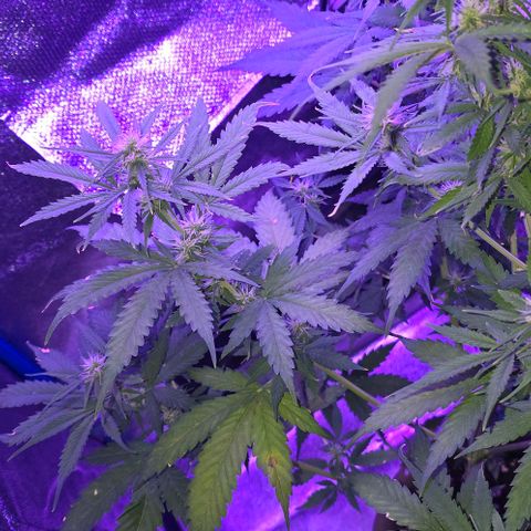Ivy growlog timeline photo