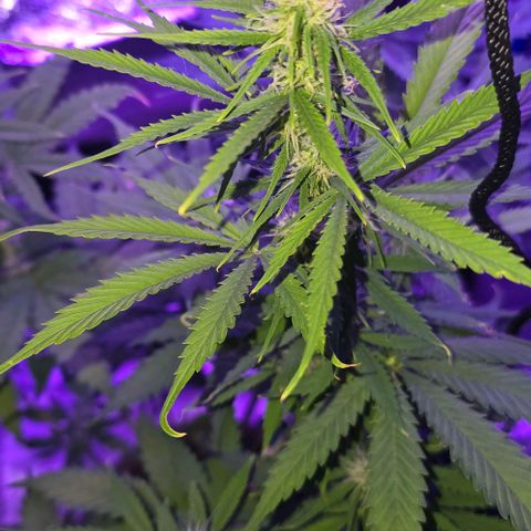 Ivy growlog timeline photo