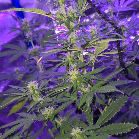 Ivy growlog timeline photo