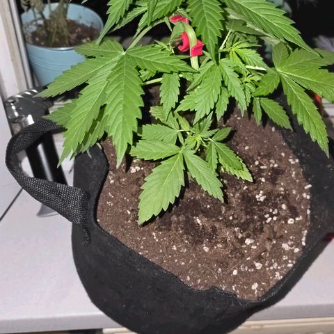 Lara growlog timeline photo
