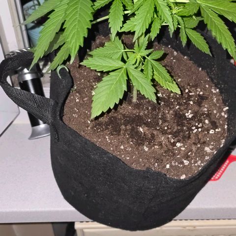 Lara growlog timeline photo