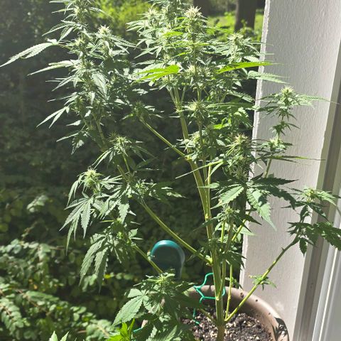 Ivy growlog timeline photo