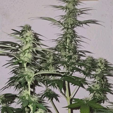 Ivy growlog timeline photo