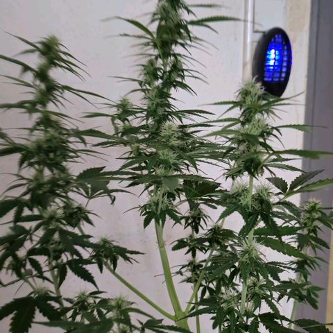 Ivy growlog timeline photo