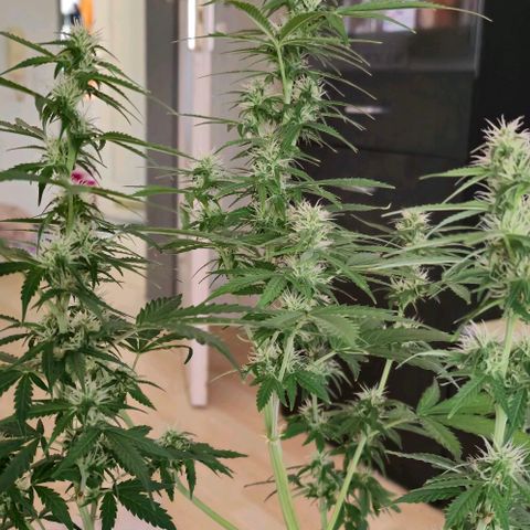 Ivy growlog timeline photo