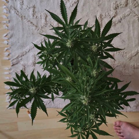 Ivy growlog timeline photo