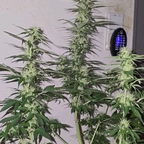 Ivy growlog timeline photo