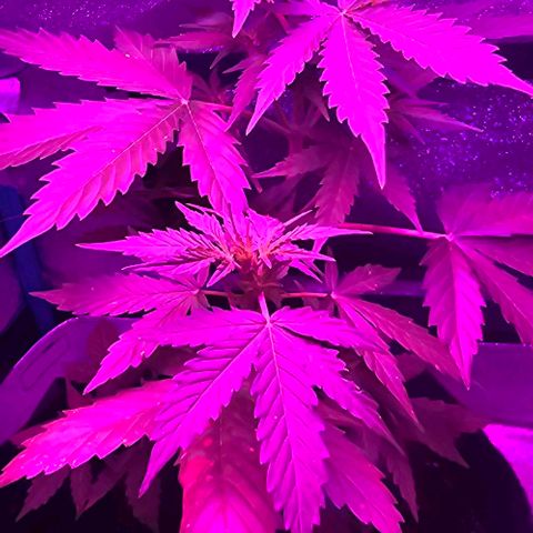 Lara growlog timeline photo