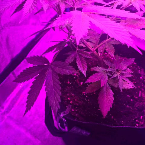 Lara growlog timeline photo