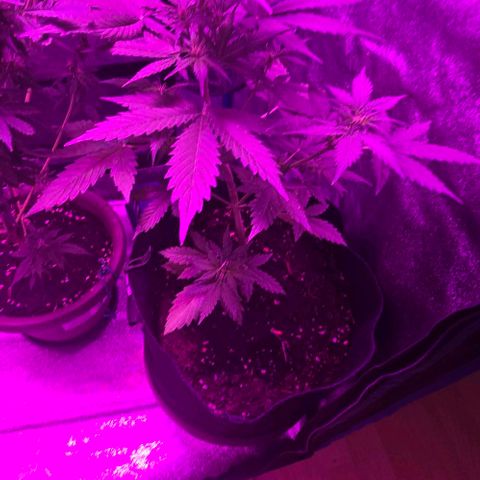 Lara growlog timeline photo