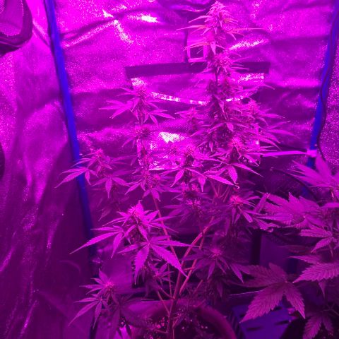Ivy growlog timeline photo