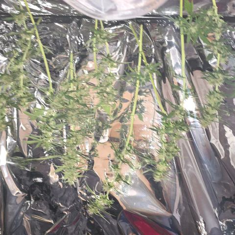 Ivy growlog timeline photo