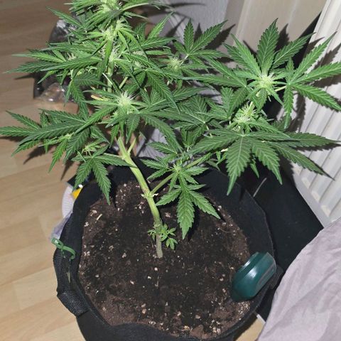 Lara growlog timeline photo