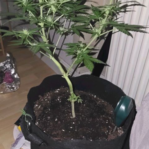 Lara growlog timeline photo
