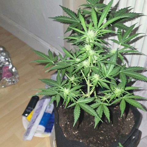 Lara growlog timeline photo